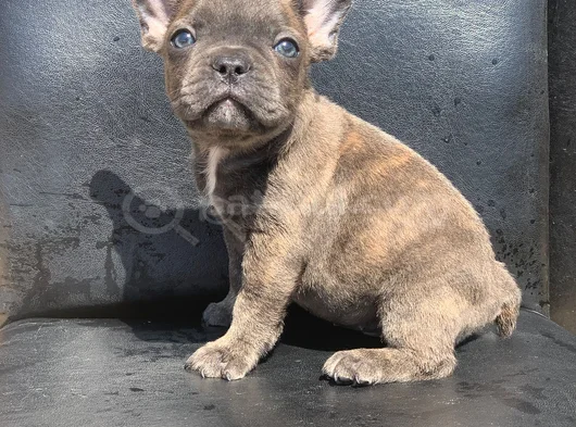 Ti̇ger Desen Blue Bri̇ndle Erkek French Bulldog görsel
