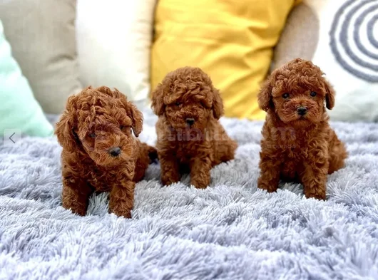 Mükemmel Güzellikte Irk Garantili Toy Poodle