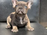 Ti̇ger Desen Blue Bri̇ndle Erkek French Bulldog