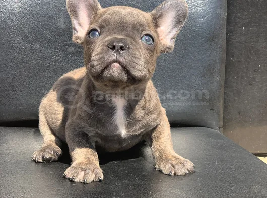 Ti̇ger Desen Blue Bri̇ndle Erkek French Bulldog görsel