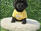 Siyah Inci En Özel Toy Poodle Yavrular