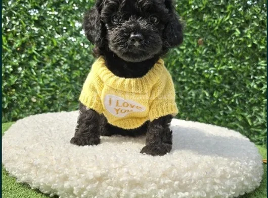 Siyah Inci En Özel Toy Poodle Yavrular görsel