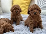 Mükemmel Güzellikte Irk Garantili Toy Poodle