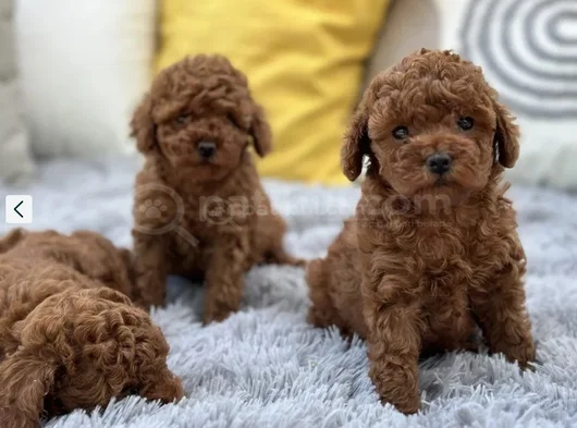 Mükemmel Güzellikte Irk Garantili Toy Poodle görsel