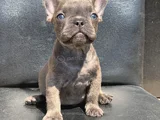 EGZOTİK FRENCH BULLDOG IRKININ KRALI BLUE ERKEK