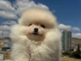 Erkek Pomerani̇an Boo Yavru