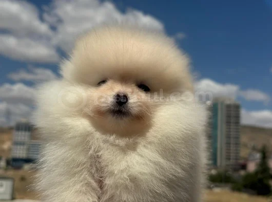 Erkek Pomerani̇an Boo Yavru görsel