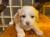 maltipoo yavrularımız ev doğumu