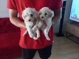 maltipoo yavrularımız uygundur