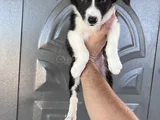 Bordercoli Yavrularımız