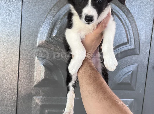 Bordercoli Yavrularımız görsel