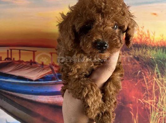 Toypoddle Yavrularımız görsel