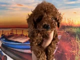 Toypoddle Yavrularımız
