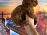 Toypoddle Yavrularımız