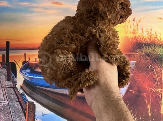 Toypoddle Yavrularımız görsel