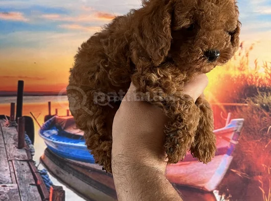 Toypoddle Yavrularımız görsel
