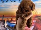 Toypoddle Yavrularımız