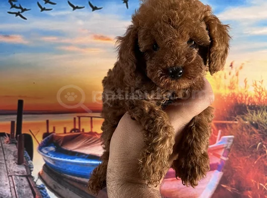 Toypoddle Yavrularımız görsel