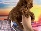 Toypoddle Yavrularımız