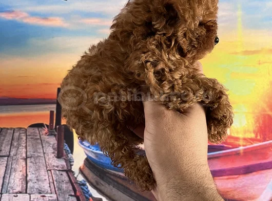Toypoddle Yavrularımız görsel