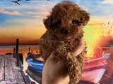 Toypoddle yavrularımız