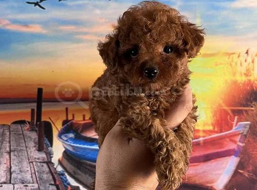 Toypoddle Yavrularımız