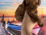 Toypoddle Yavrularımız