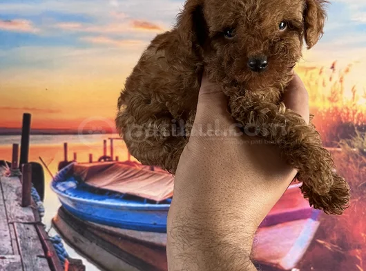 Toypoddle Yavrularımız görsel