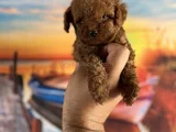 Toypoddle Yavrularımız
