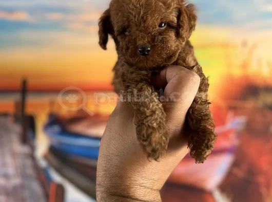 Toypoddle Yavrularımız görsel