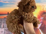 Toypoddle Yavrularımız