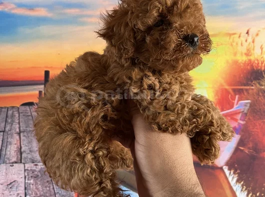 Toypoddle Yavrularımız görsel