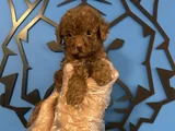 Ori̇ji̇nal Teacup Poodle Bebekler