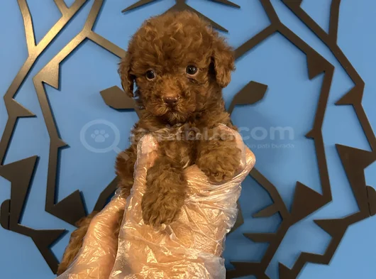 Ori̇ji̇nal Teacup Poodle Bebekler görsel