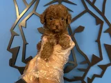 Ori̇ji̇nal Teacup Poodle Bebekler