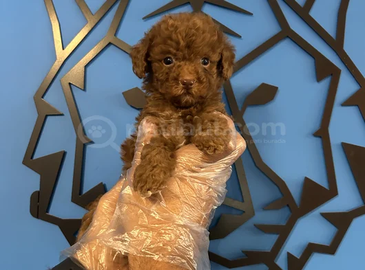 Ori̇ji̇nal Teacup Poodle Bebekler görsel