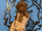 ORİJİNAL TEACUP POODLE BEBEKLER