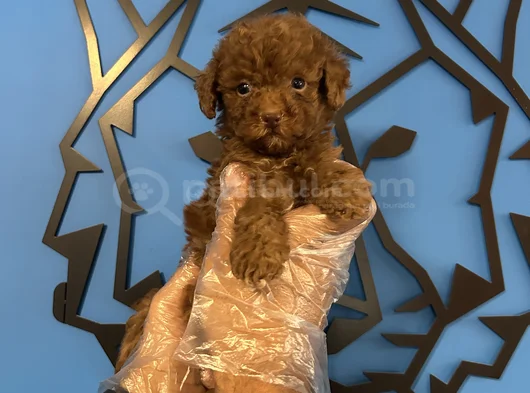 Ori̇ji̇nal Teacup Poodle Bebekler