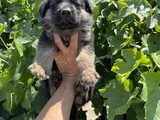 Showline Orjinal K9 Alman Kurdu