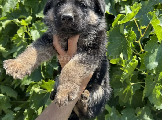 Showline Orjinal K9 Alman Kurdu