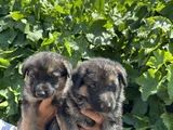 Showline Orjinal K9 Alman Kurdu