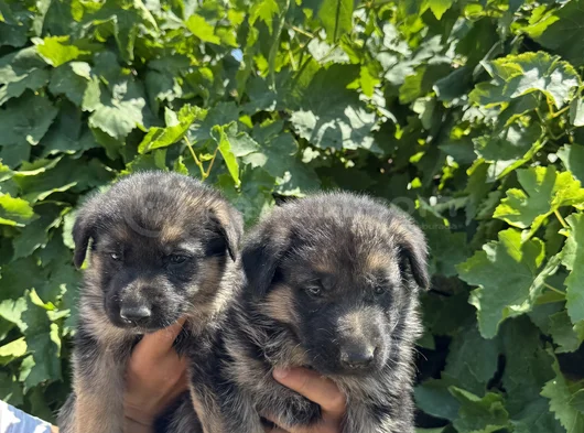 Showline Orjinal K9 Alman Kurdu görsel