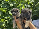 Showline Orjinal K9 Alman Kurdu