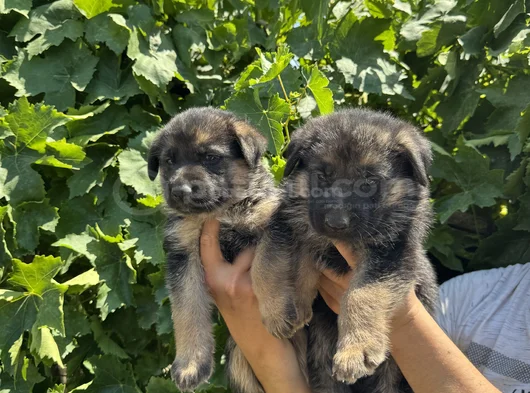 Showline Orjinal K9 Alman Kurdu görsel