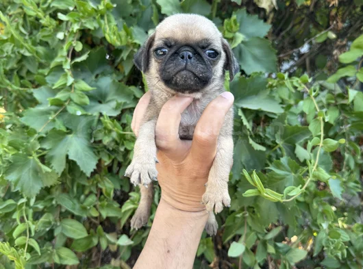 Afacan Buruşuk Surat Pug Mops