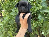 Afacan Buruşuk Surat Pug Mops
