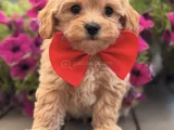 MALTİPOO YAVRUMUZ PERLA