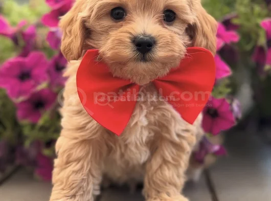 Maltipoo Yavrumuz Perla