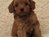 KIZIL MALTİPOO BEBEKLERİMİZ