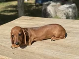Mini Sosis Köpek Yavruları